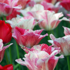 Tulipa 'Hemisphere',Tulip 'Hemisphere', Triumph Tulip 'Hemisphere', Triumph Tulips, Spring Bulbs, Spring Flowers, Pink Tulip, Bicolor Tulip